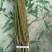秋彤桃树苗,晚熟桃树品种,9月份成熟的桃树品种
