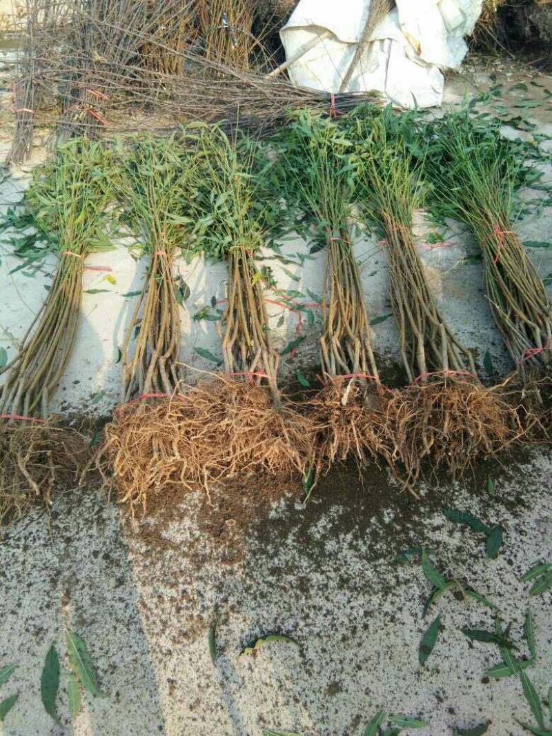 秋彤桃树苗，晚熟桃树品种，9月份成熟的桃树品种