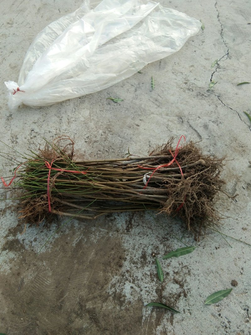 秋彤桃树苗，晚熟桃树品种，9月份成熟的桃树品种