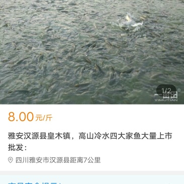 高山冷水鱼