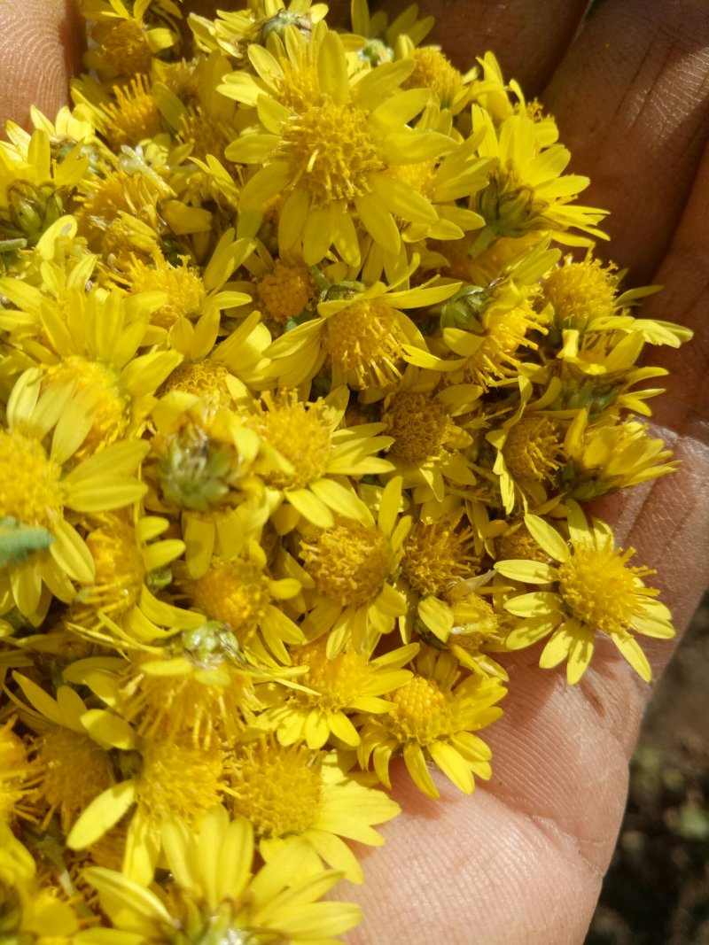 野菊花