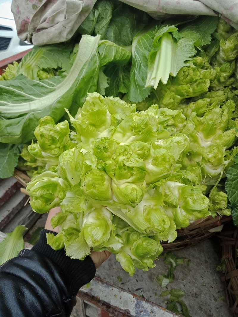儿菜，成都儿菜，质优量大，发货速度，全国走货，产地直销