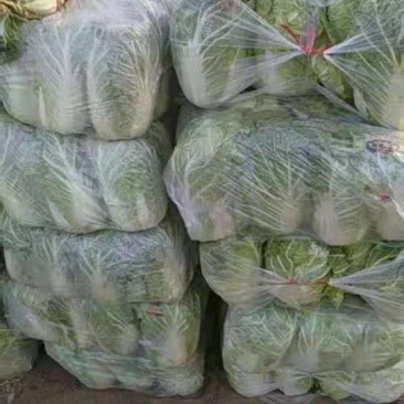 白菜热卖中