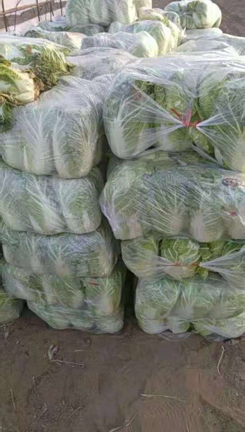 白菜热卖中