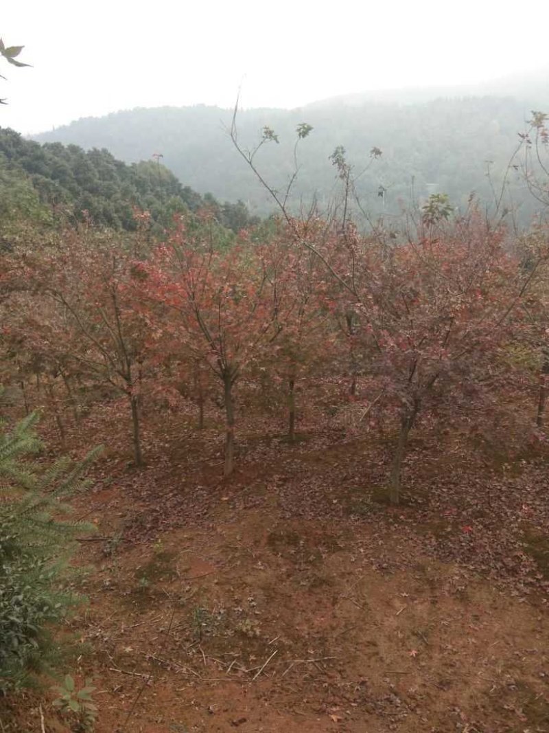 五角枫地径15公分，地经量，九江五角枫，需要联系我