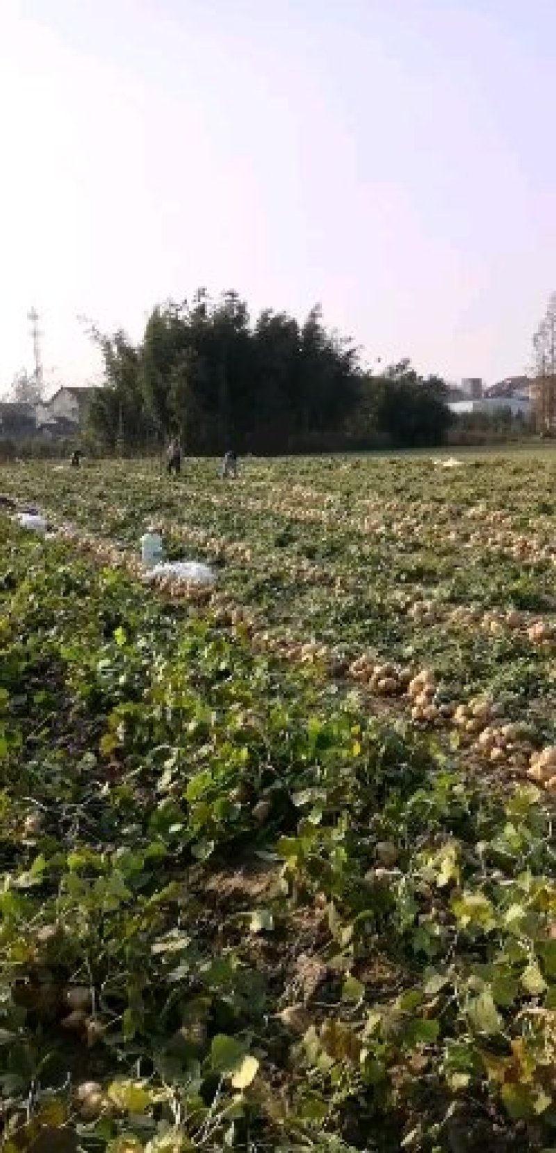 凉薯地瓜沙土地优质出品专业代办。