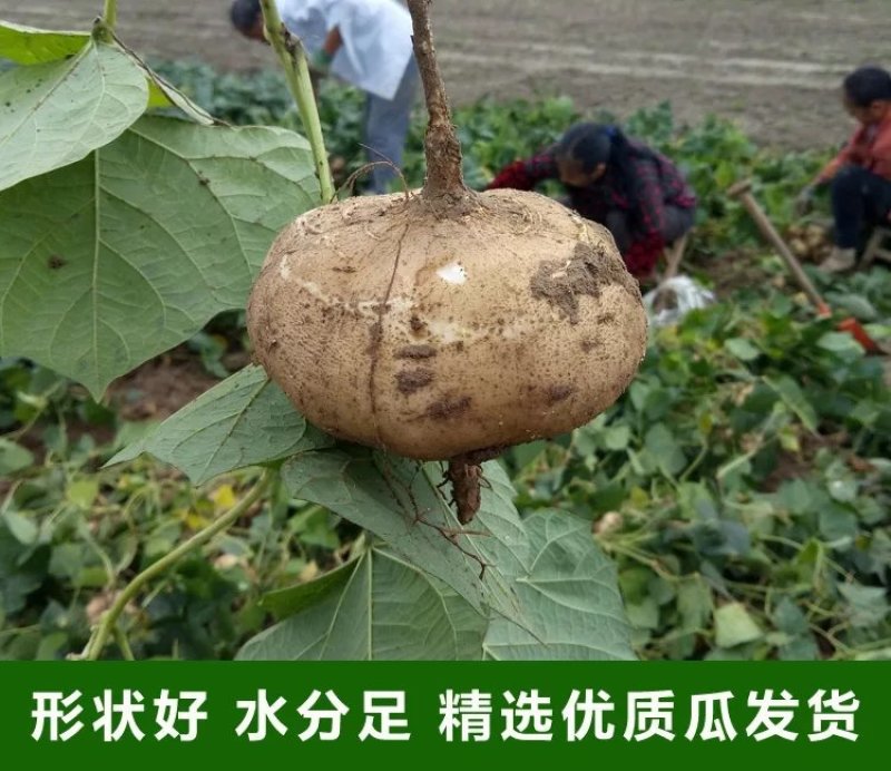 凉薯地瓜沙土地优质出品专业代办。
