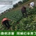 凉薯地瓜沙土地优质出品专业代办。