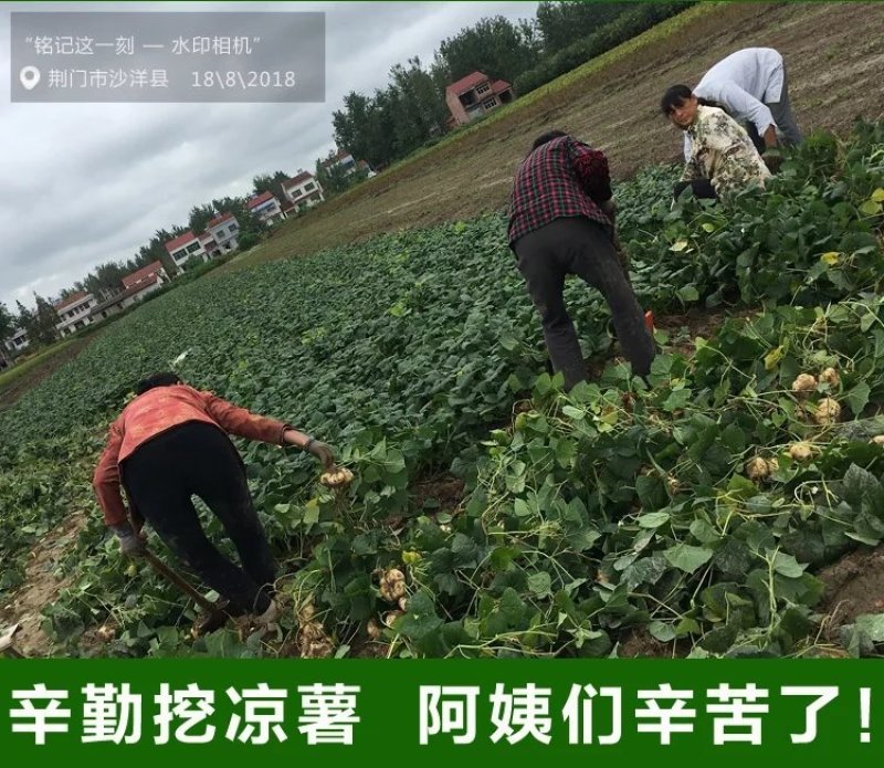 凉薯地瓜沙土地优质出品专业代办。