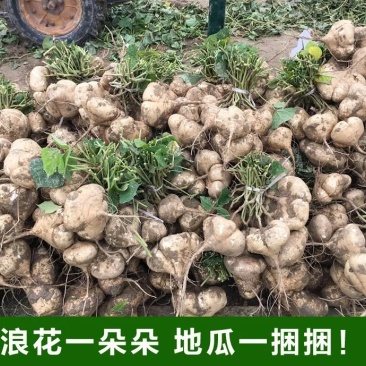 凉薯地瓜沙土地优质出品专业代办。