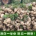 凉薯地瓜沙土地优质出品专业代办。