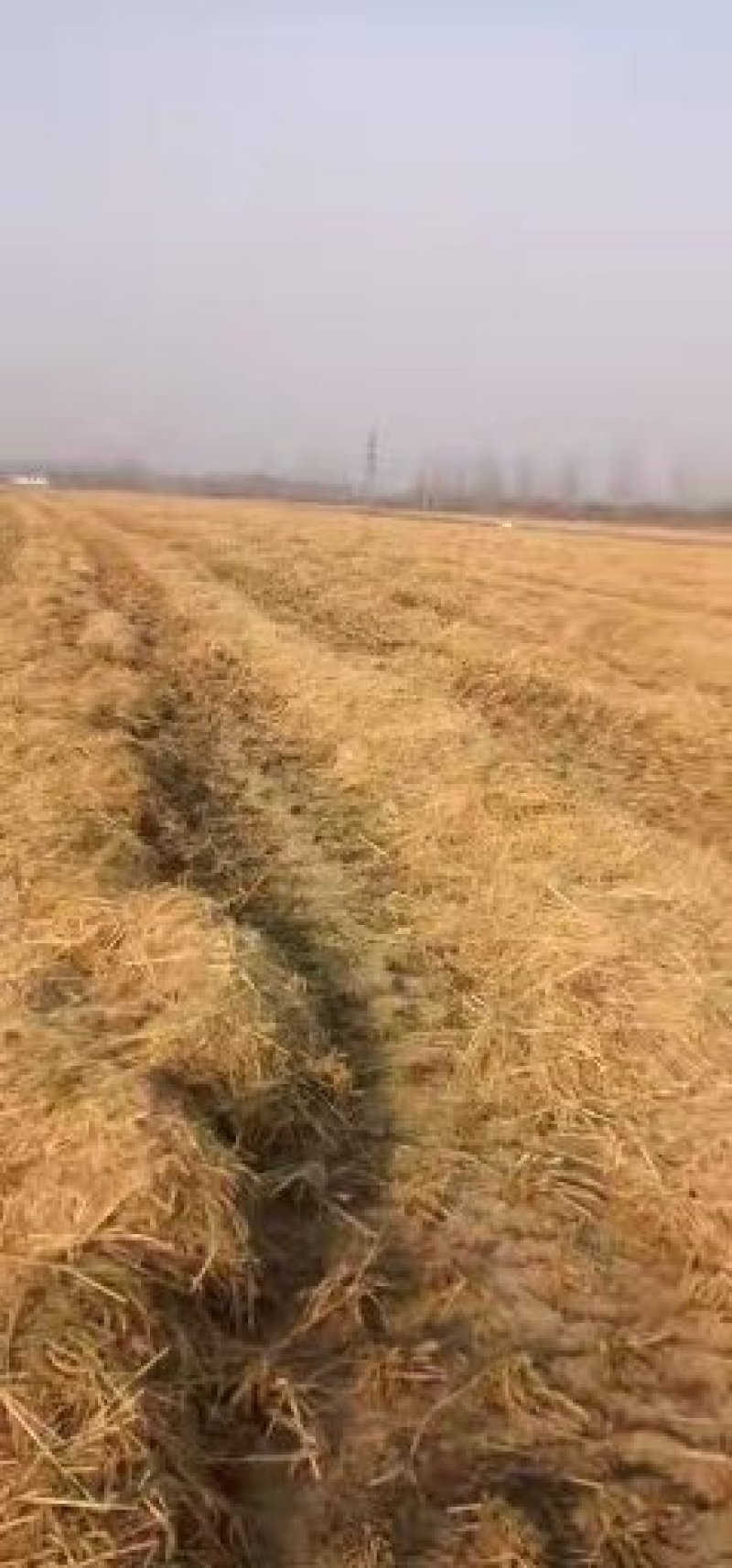 稻草秸秆