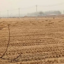 稻草秸秆