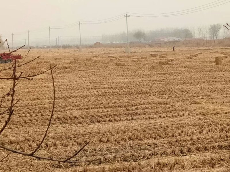 稻草秸秆