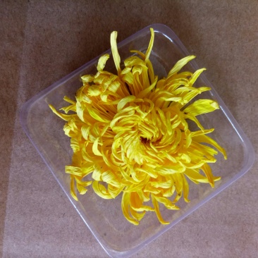 金丝皇菊茶