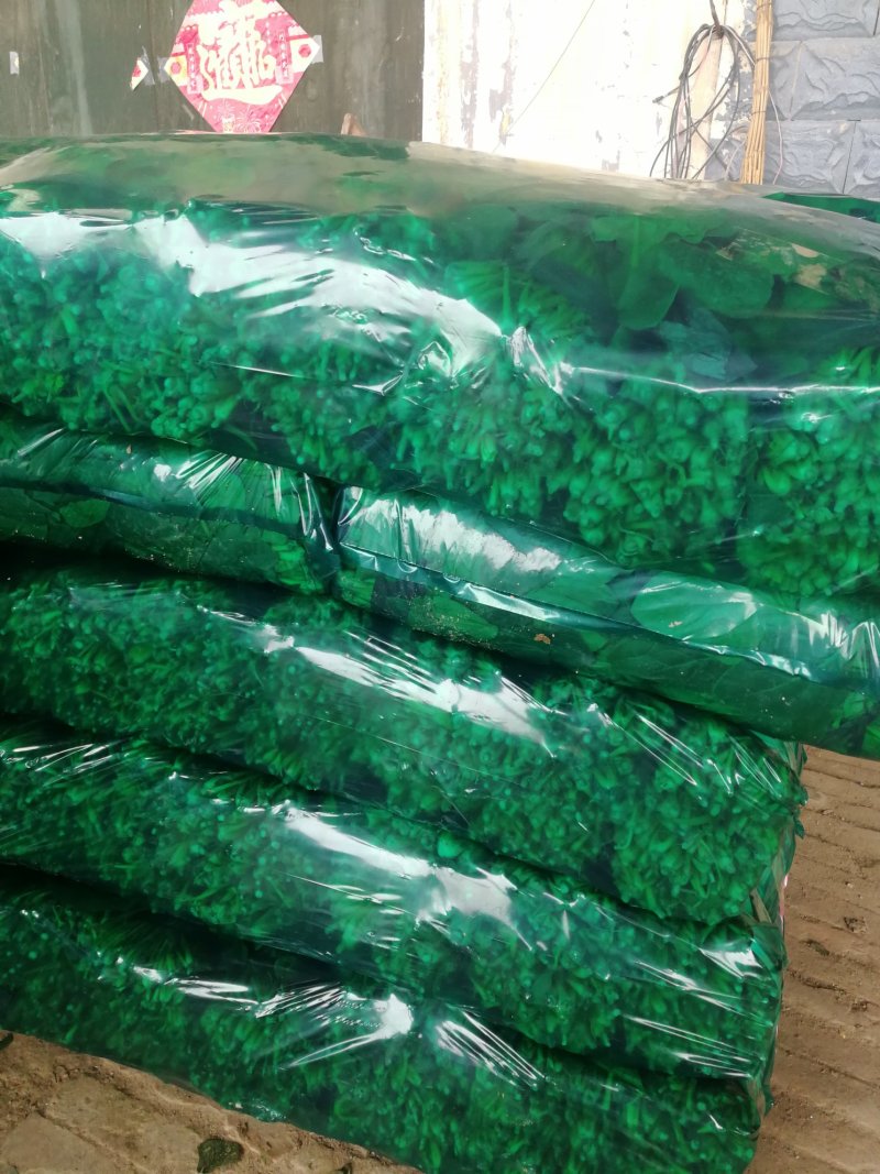 单县菠菜大量上市了，各种规格都有，质优价廉！