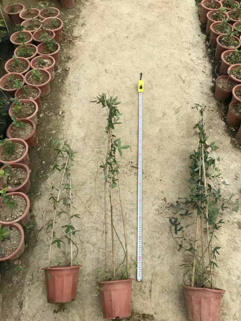 香蕉味百香果苗一年苗蓝罐百香果苗包邮成活率98%