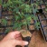 香蕉味百香果苗一年苗蓝罐百香果苗包邮成活率98%