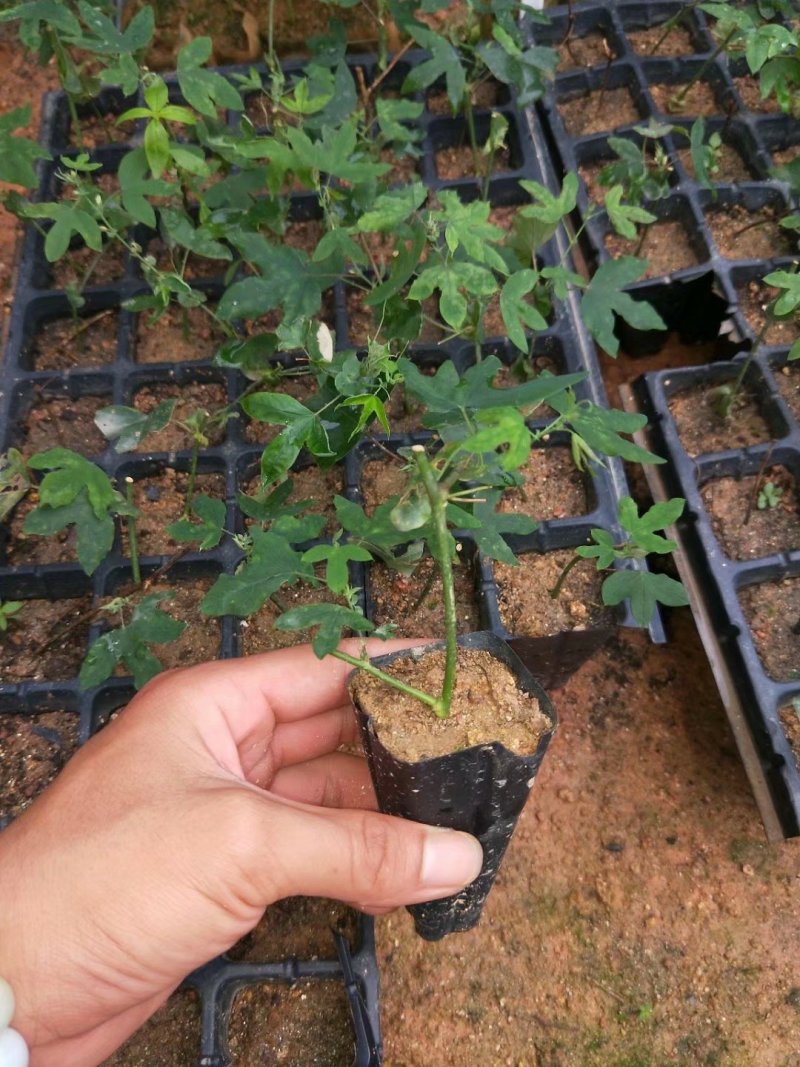 香蕉味百香果苗一年苗蓝罐百香果苗包邮成活率98%