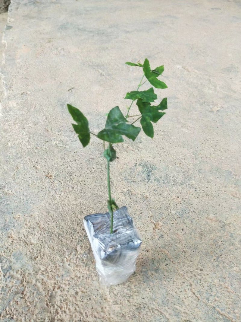 香蕉味百香果苗一年苗蓝罐百香果苗包邮成活率98%