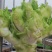 上等儿菜：一斤到四斤的大儿菜