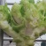 上等儿菜：一斤到四斤的大儿菜