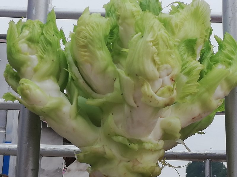 上等儿菜：一斤到四斤的大儿菜