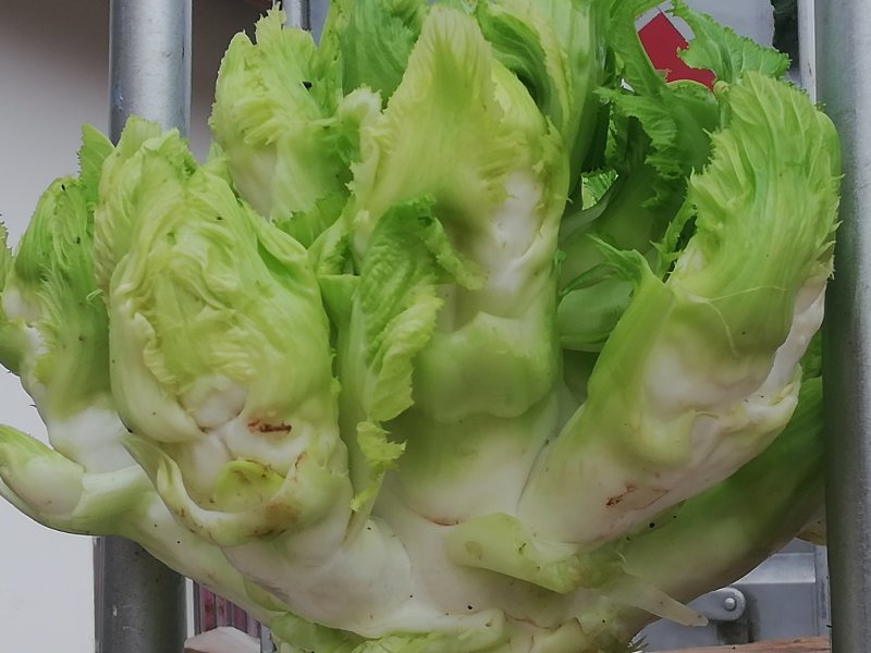 上等儿菜：一斤到四斤的大儿菜