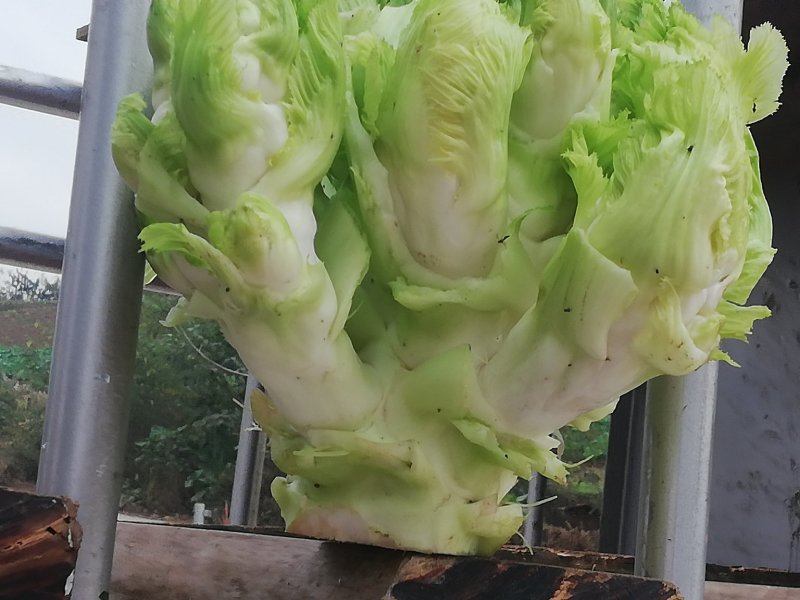 上等儿菜：一斤到四斤的大儿菜