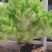 上等儿菜：一斤到四斤的大儿菜