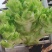 上等儿菜：一斤到四斤的大儿菜