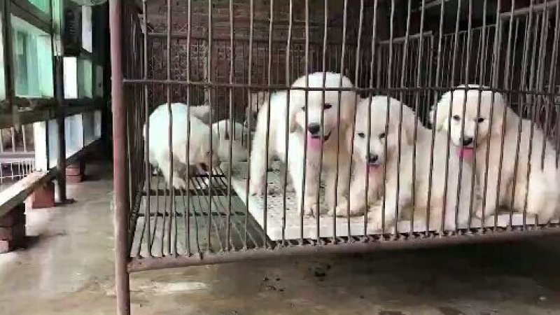 什么狗都有什么狗都有卡斯罗罗威纳大白熊中亚牧羊犬高加索