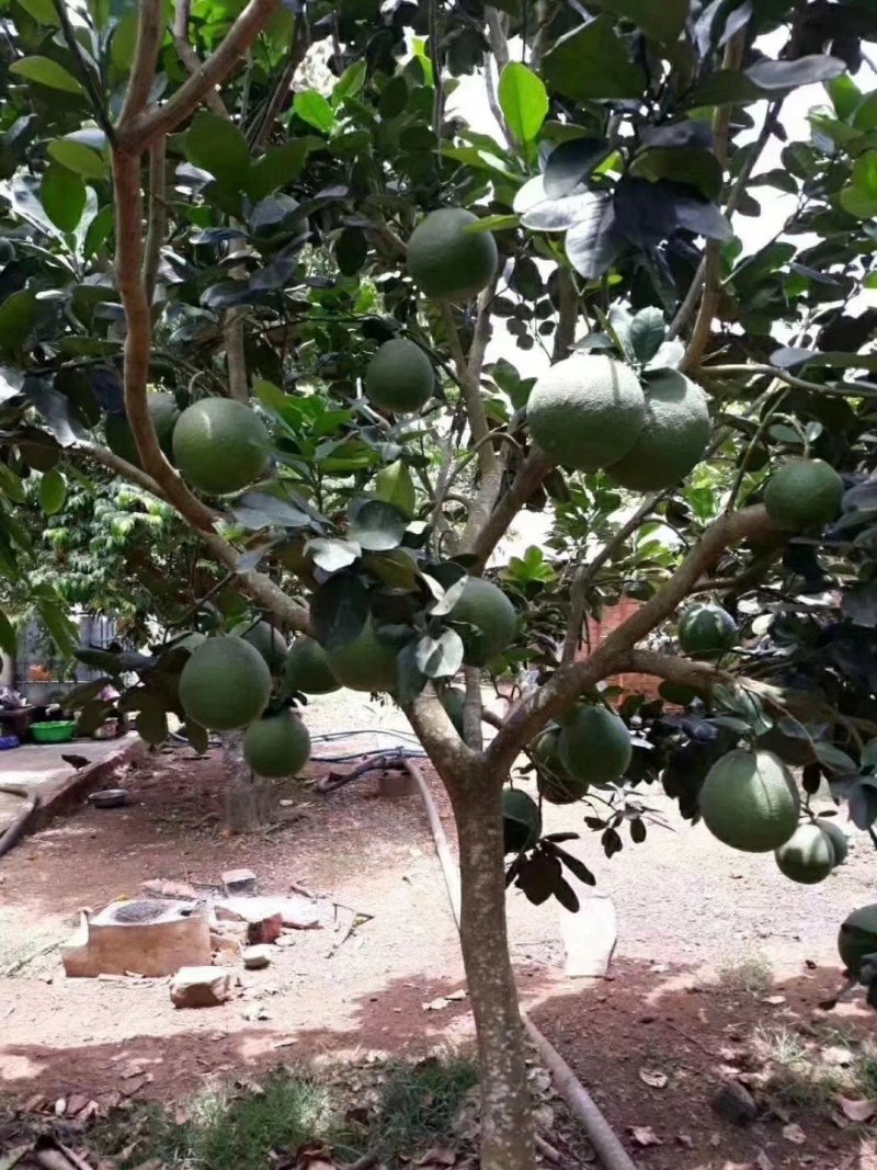 特价热卖包邮泰国青皮柚苗泰国红宝石青柚苗