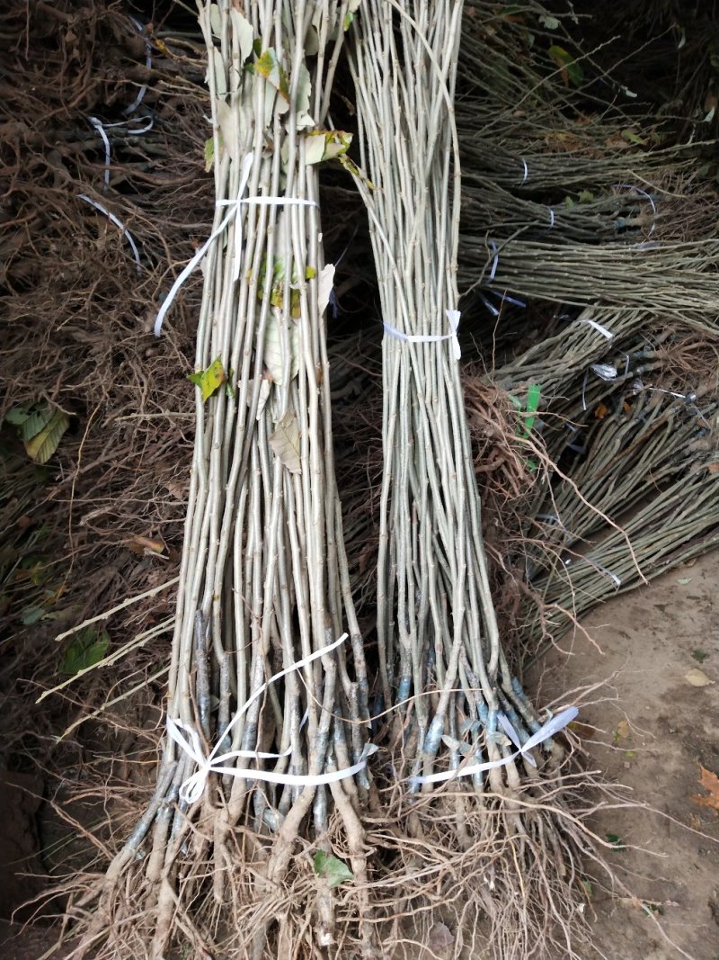 大红袍板栗苗，嫁接苗，基地直销现挖现发货，保湿邮寄