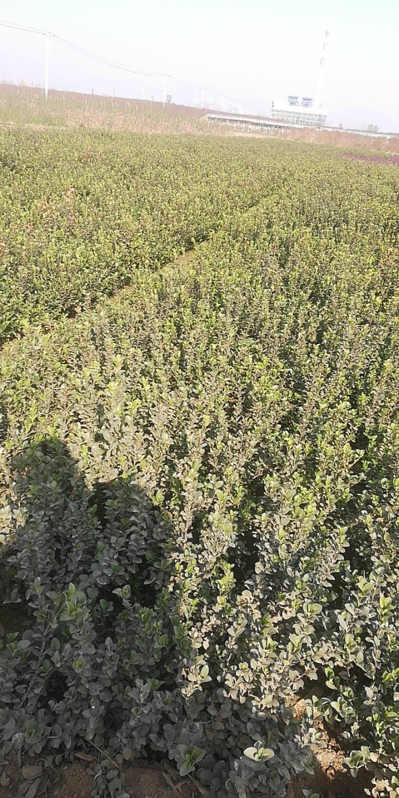大量供应卫矛