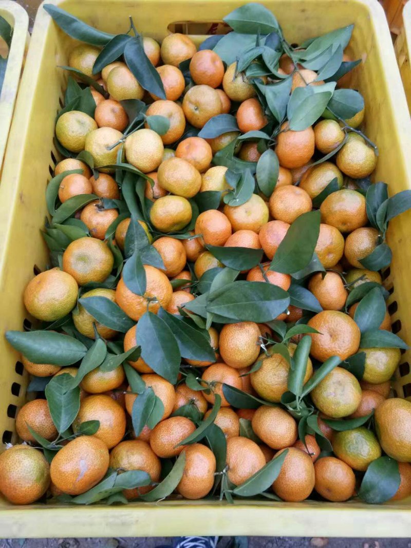 沙糖枯