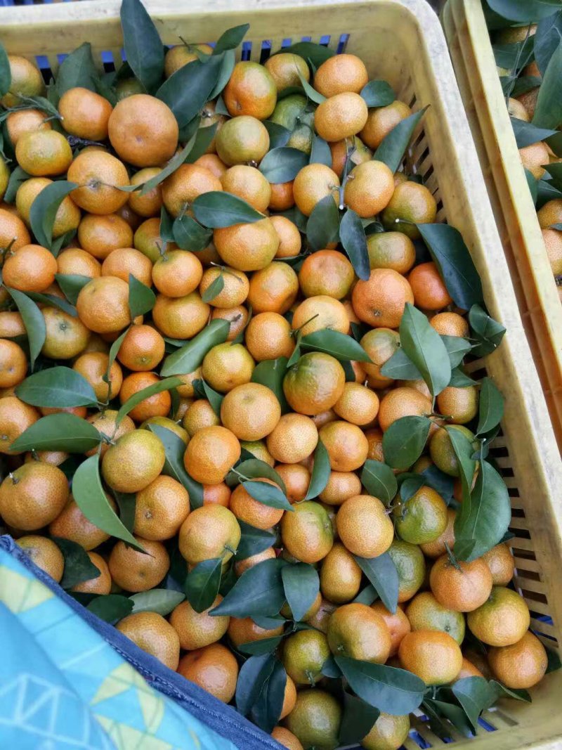 沙糖桔