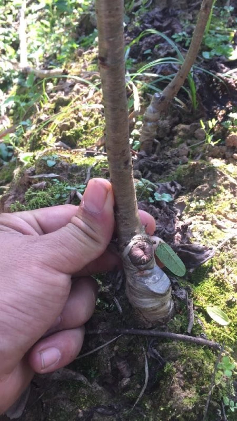 脆皮樱桃，玛瑙红樱桃苗出售。