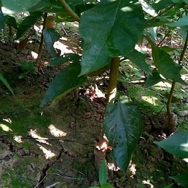 脆皮樱桃，玛瑙红樱桃苗出售。