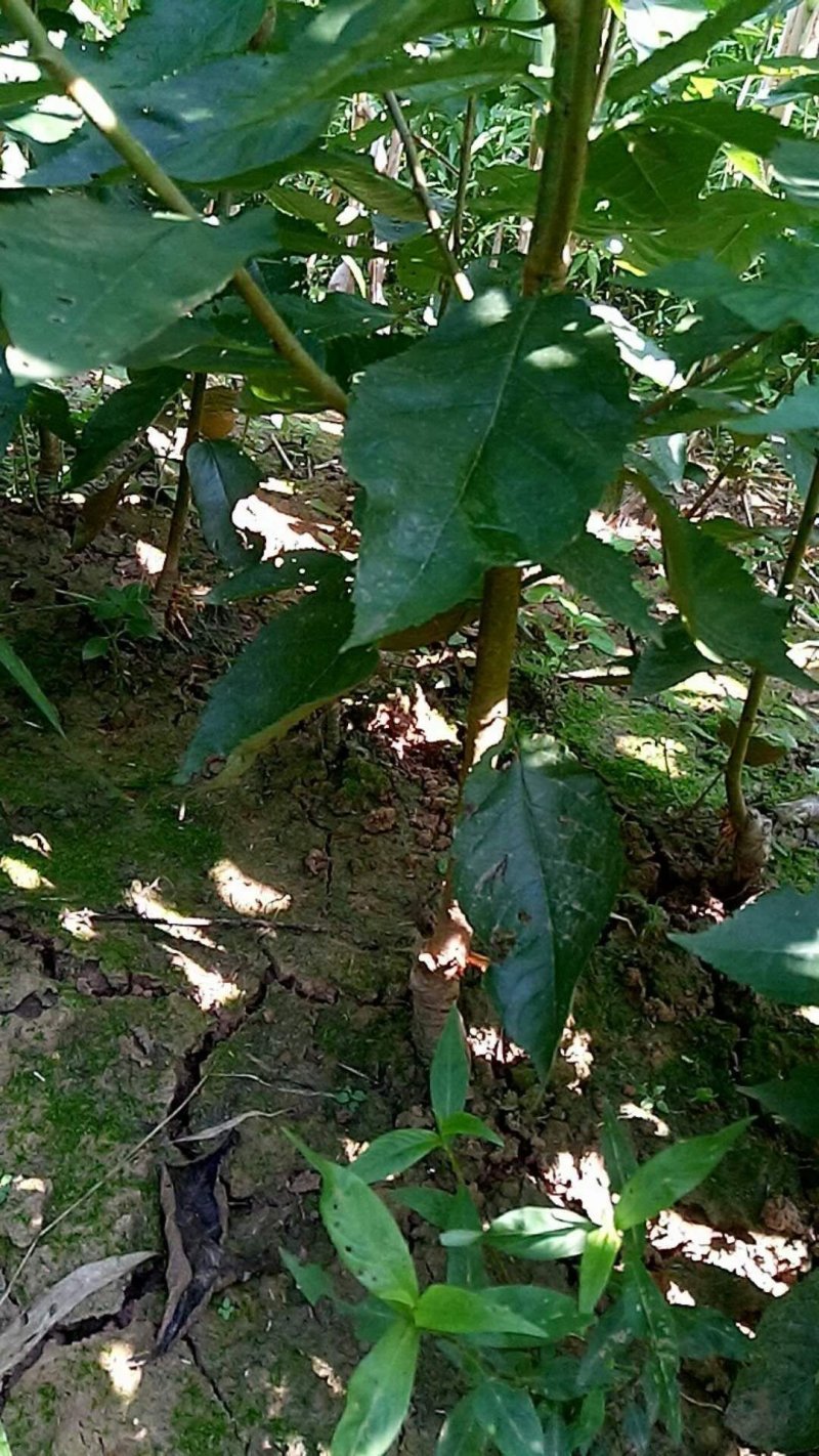 脆皮樱桃，玛瑙红樱桃苗出售。