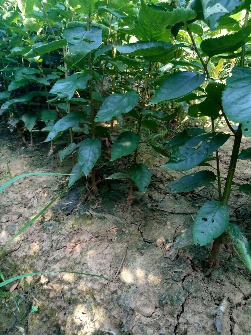 脆皮樱桃，玛瑙红樱桃苗出售。