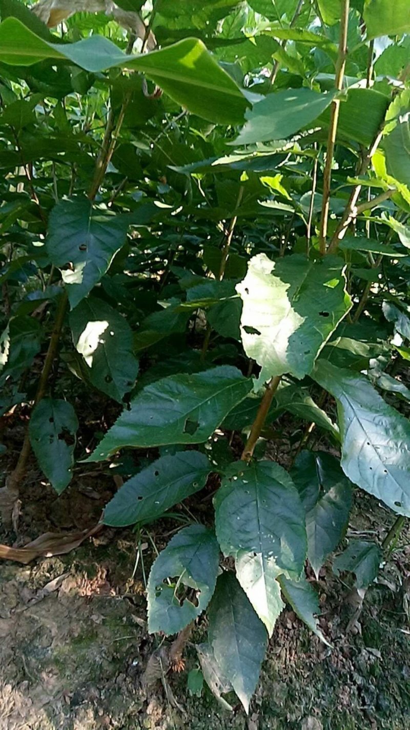 脆皮樱桃，玛瑙红樱桃苗出售。