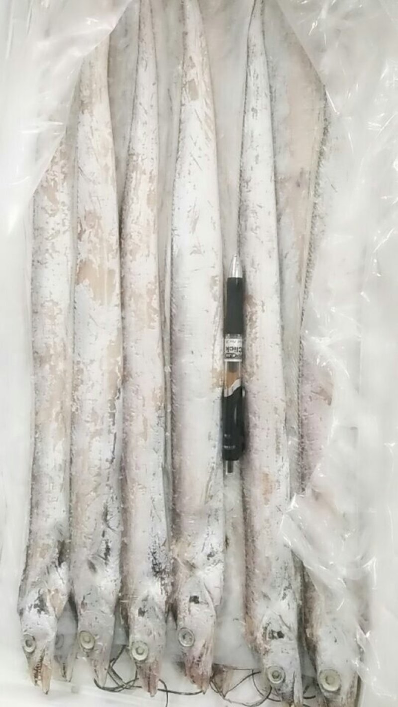 层冻刀鱼