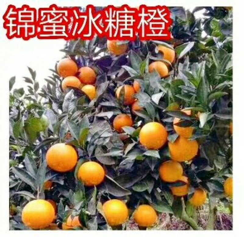锦蜜冰糖橙苗/树人农林/纯度和品质保证签订合同技术指导