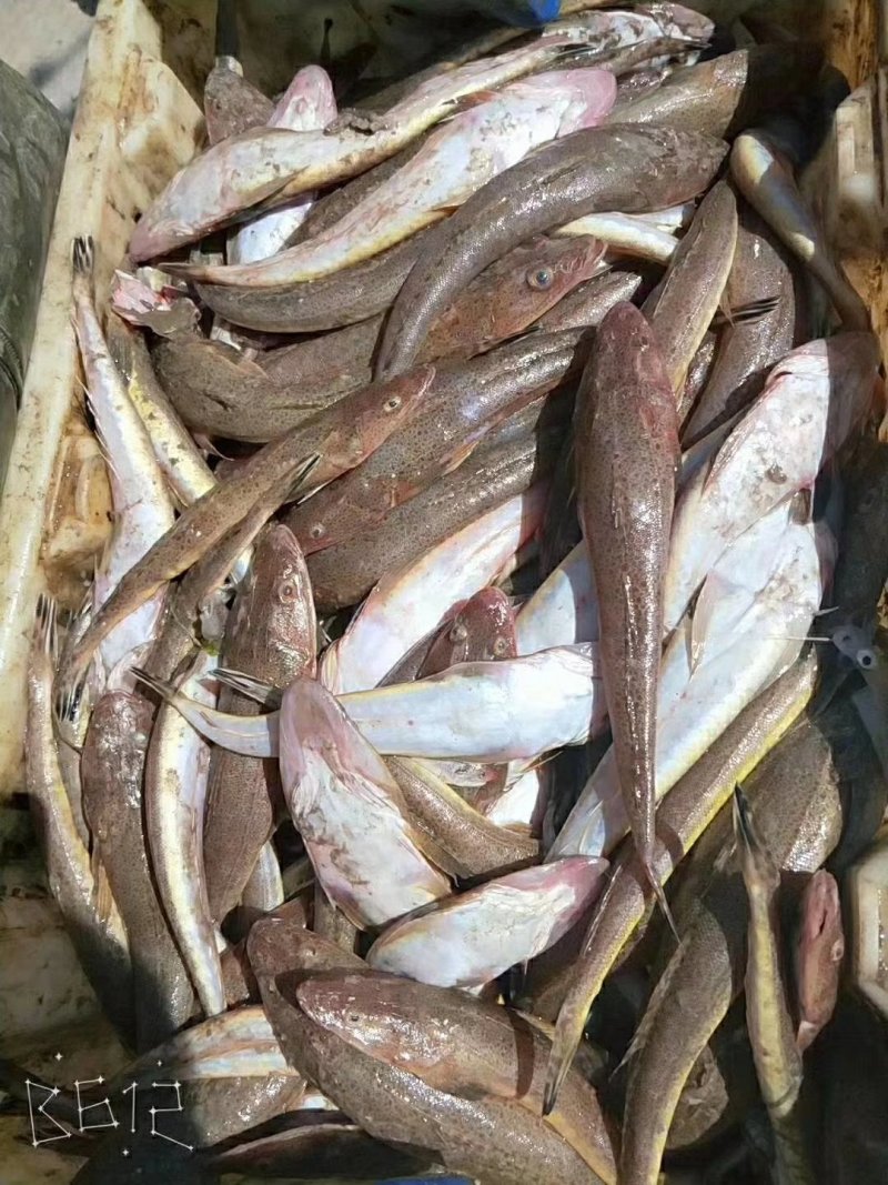 一撸鲜辫子鱼干