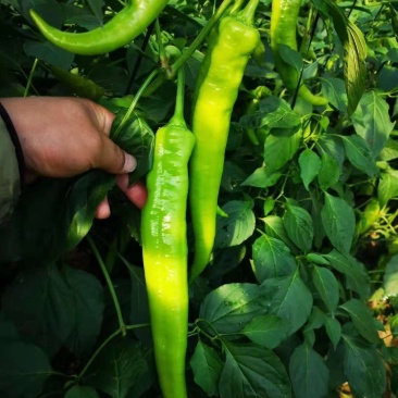 山东尖椒黄皮尖椒牛椒产地直发量大包装全