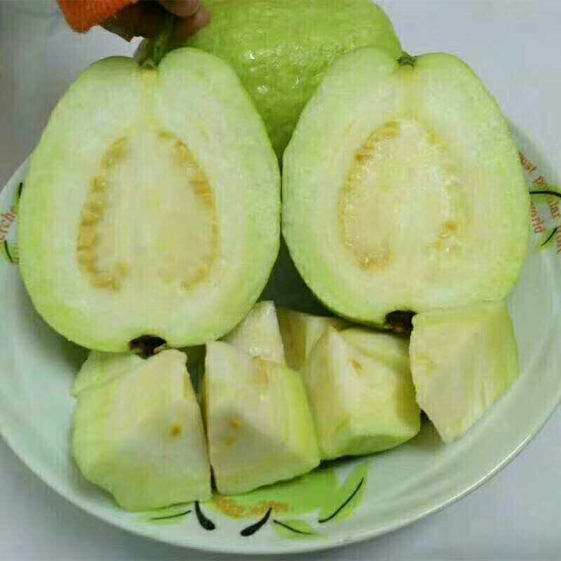 精品番石榴
