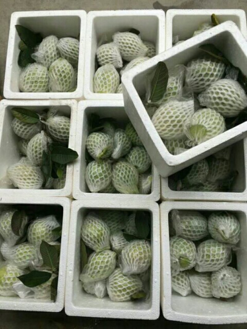 精品番石榴