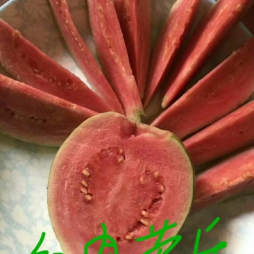精品番石榴