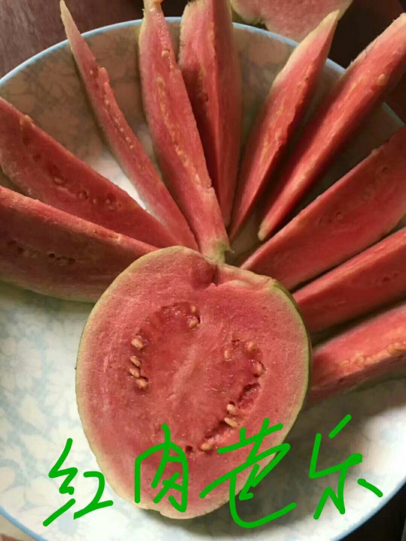 精品番石榴